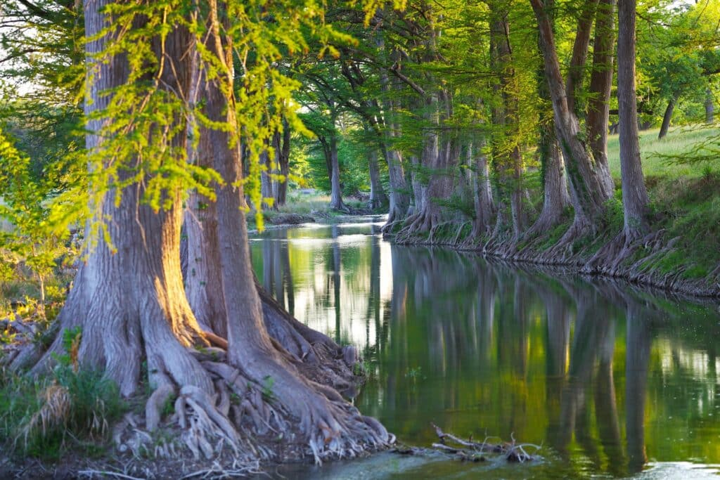 Bald cypress trees lining a calm waterway in the Texas Hill Country.