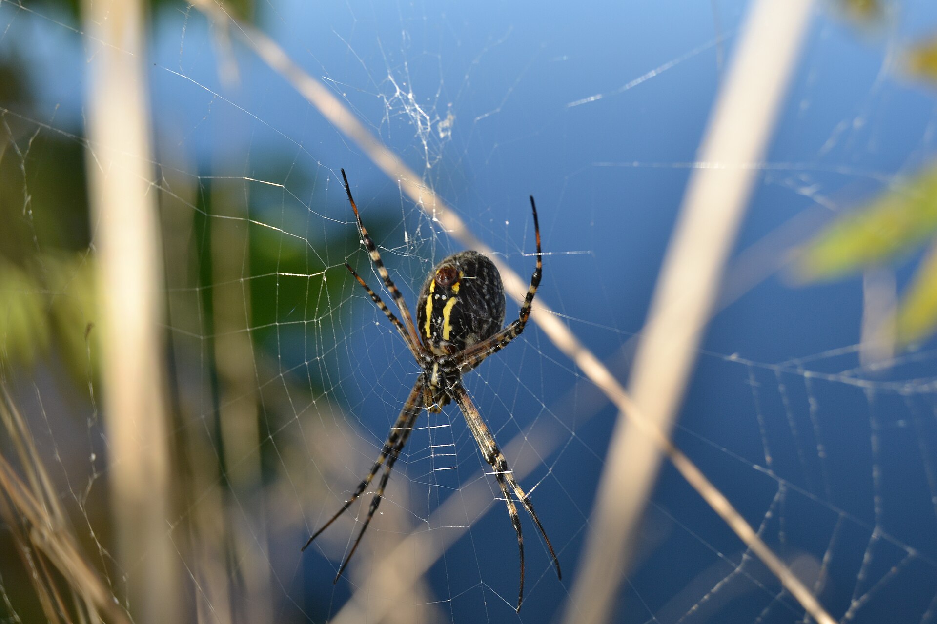 A garden spider (Argiope aurantia) on its web in daylight