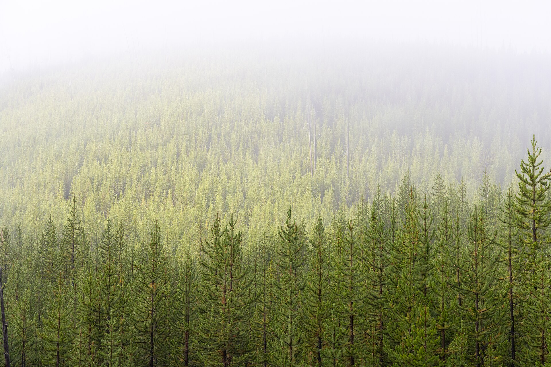 A pine forest in fog (file photo)