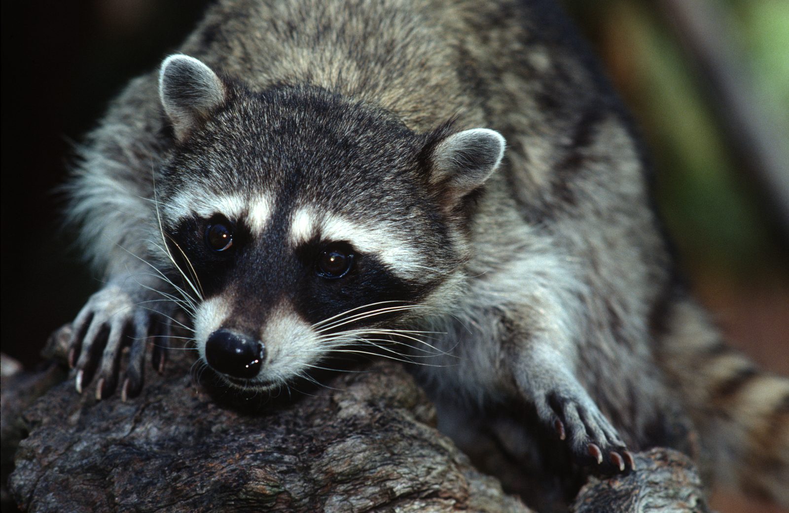 A raccoon in daylight (file photo). Seattle's viral raccoon Jimothy inspired the Grimothy Halloween display on Bainbridge Island