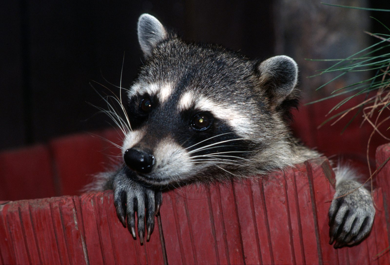 A raccoon portrait in daylight (file photo)