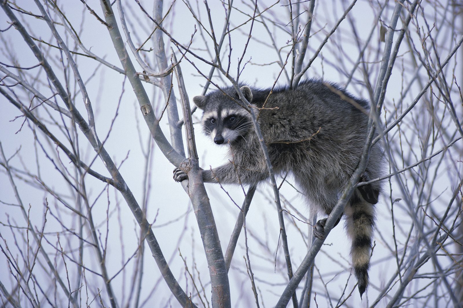 A raccoon climbing a tree in bright daylight (file photo)