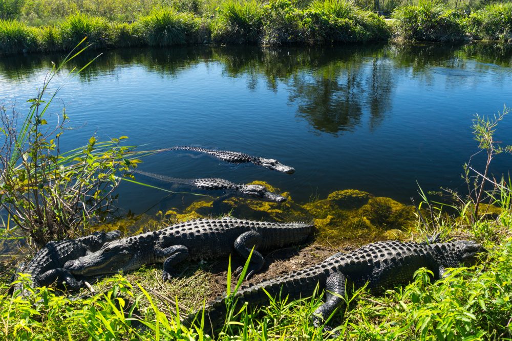 An American alligator half-submerged in an Everglades marsh