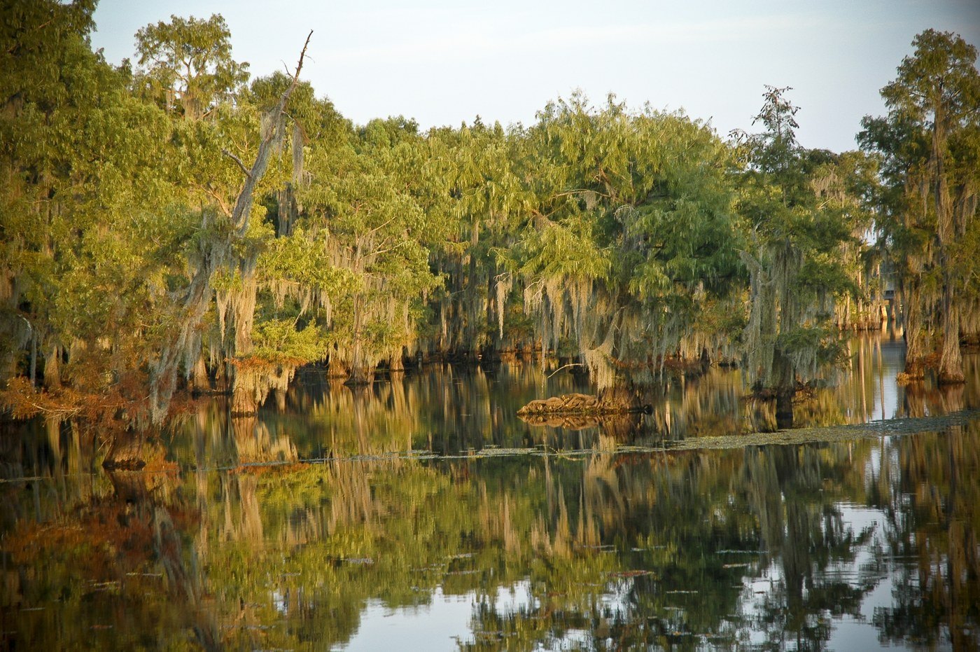 Louisiana cypress trees