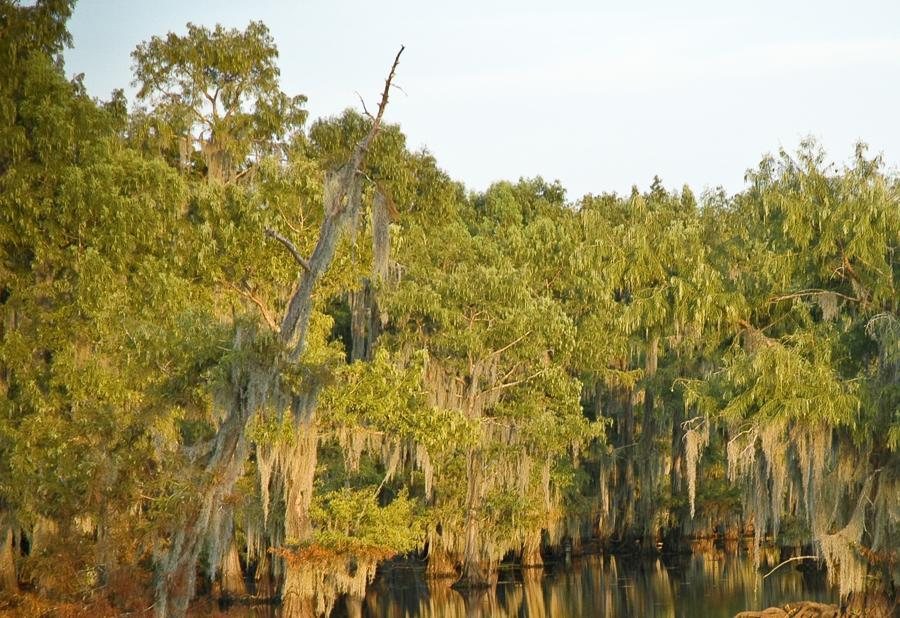 Sunlight on the cypress canopy above Louisiana water