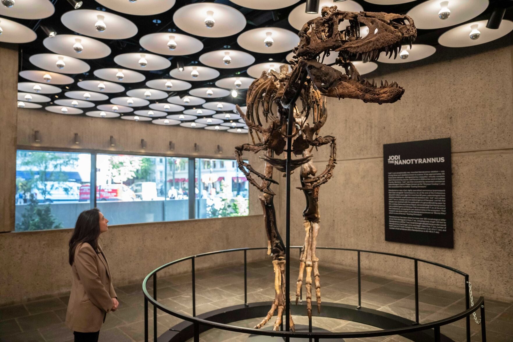 Jodi the Nanotyrannus mounted on display at Sotheby's New York, skull and toothed jaws facing the camera, its exhibition placard on the wall beside it.