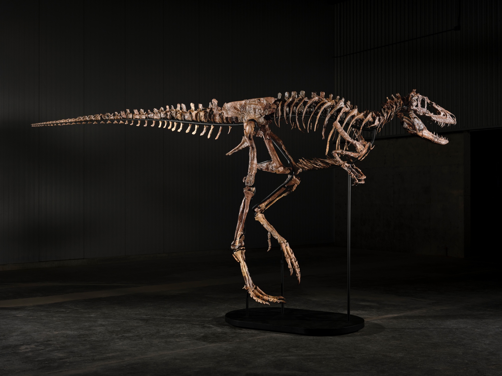 The mounted skeleton of 'Jodi' in full side profile against a dark gallery ground — skull, ribcage and long tail complete on its stand.