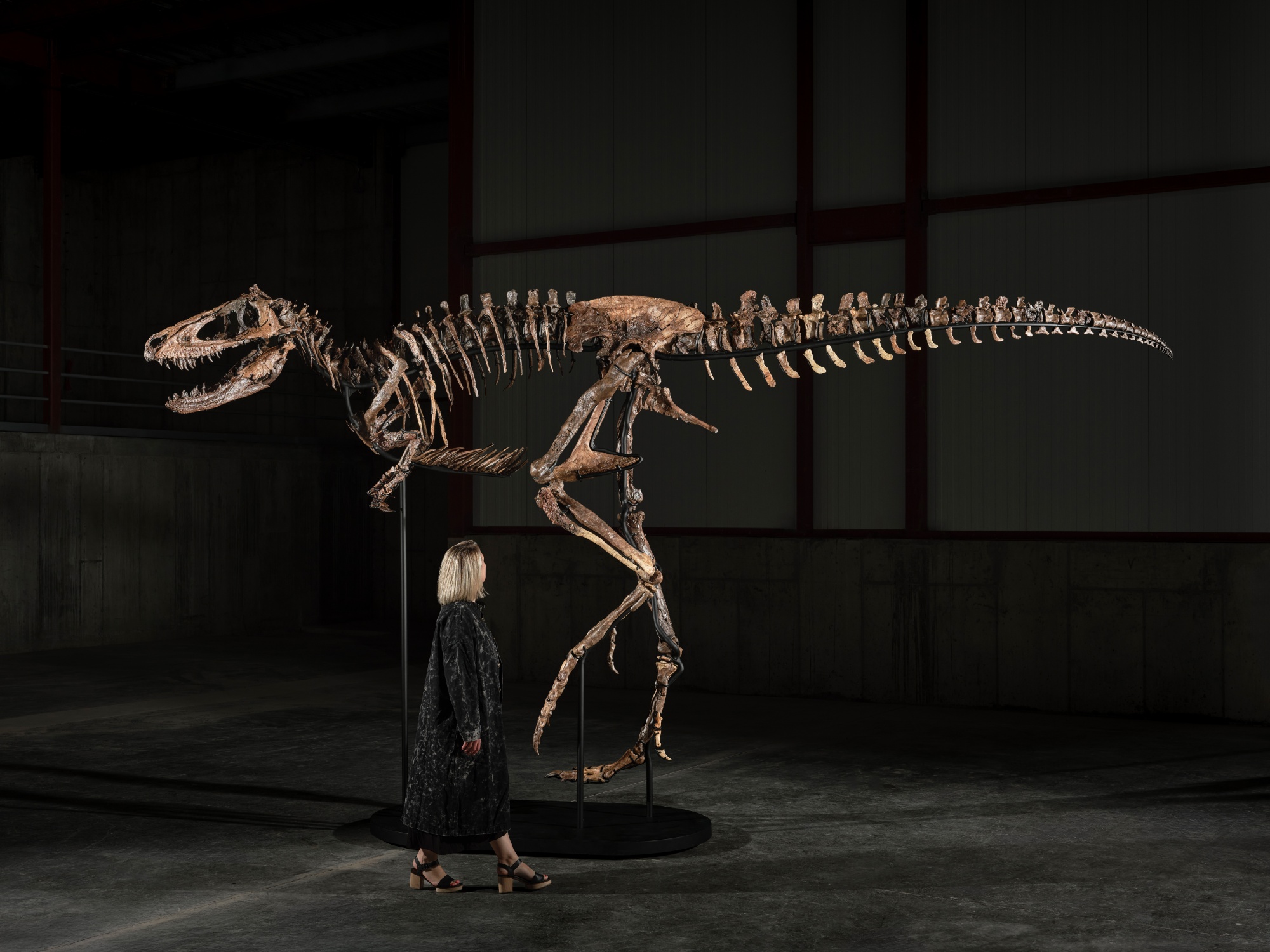 The Jodi skeleton with a person standing beneath it, giving the mounted fossil its scale.