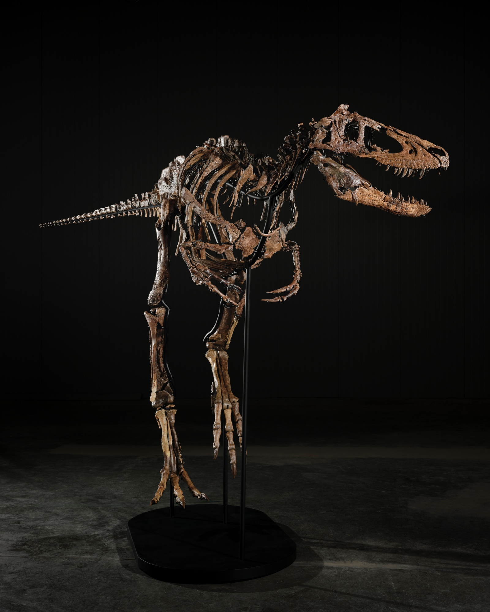 A three-quarter portrait of the Jodi mount, its virtually complete skull and toothed jaws lit against the dark gallery.