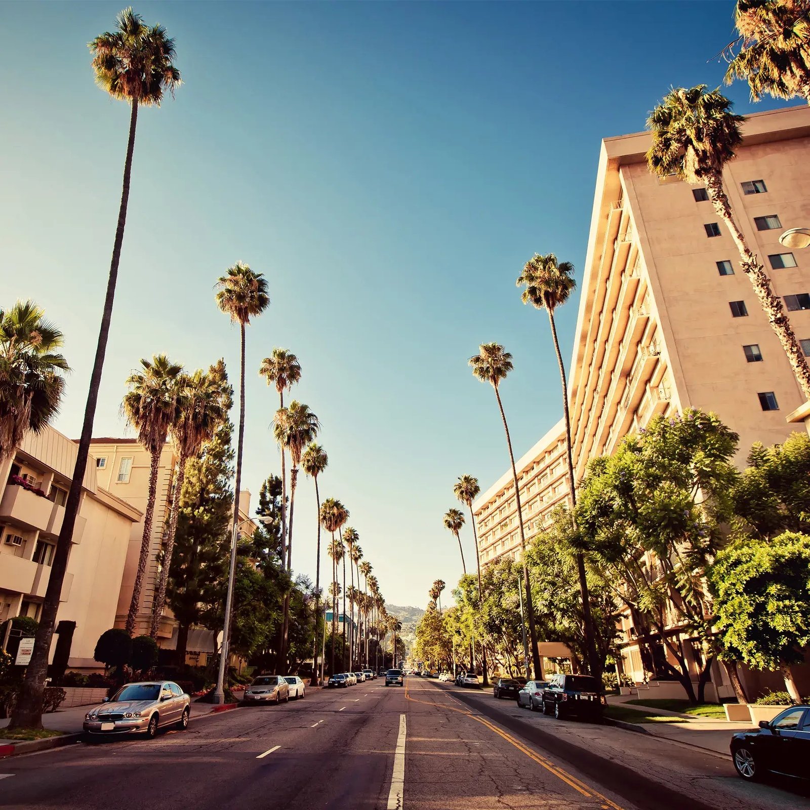 A palm-lined Los Angeles street under warm late-afternoon sun
