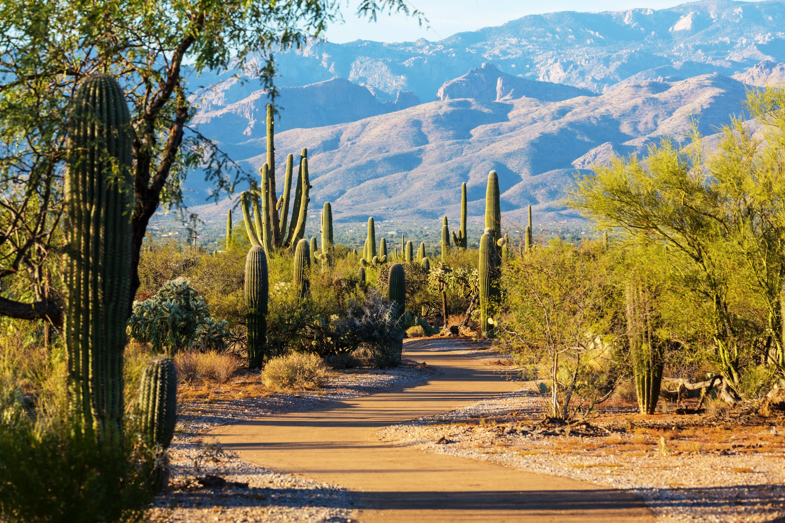 A desert trail through the Sonoran Desert near Phoenix in daylight