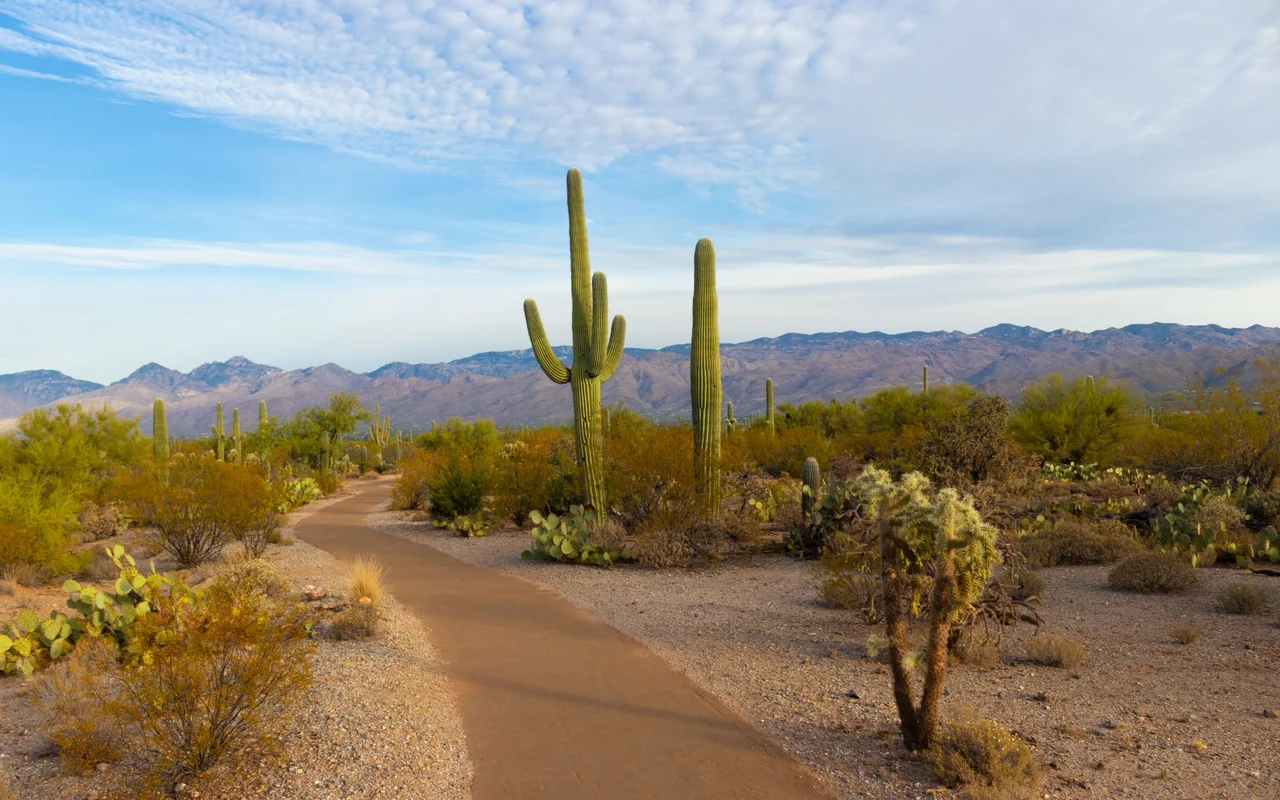 A desert path through the Sonoran Desert near Phoenix