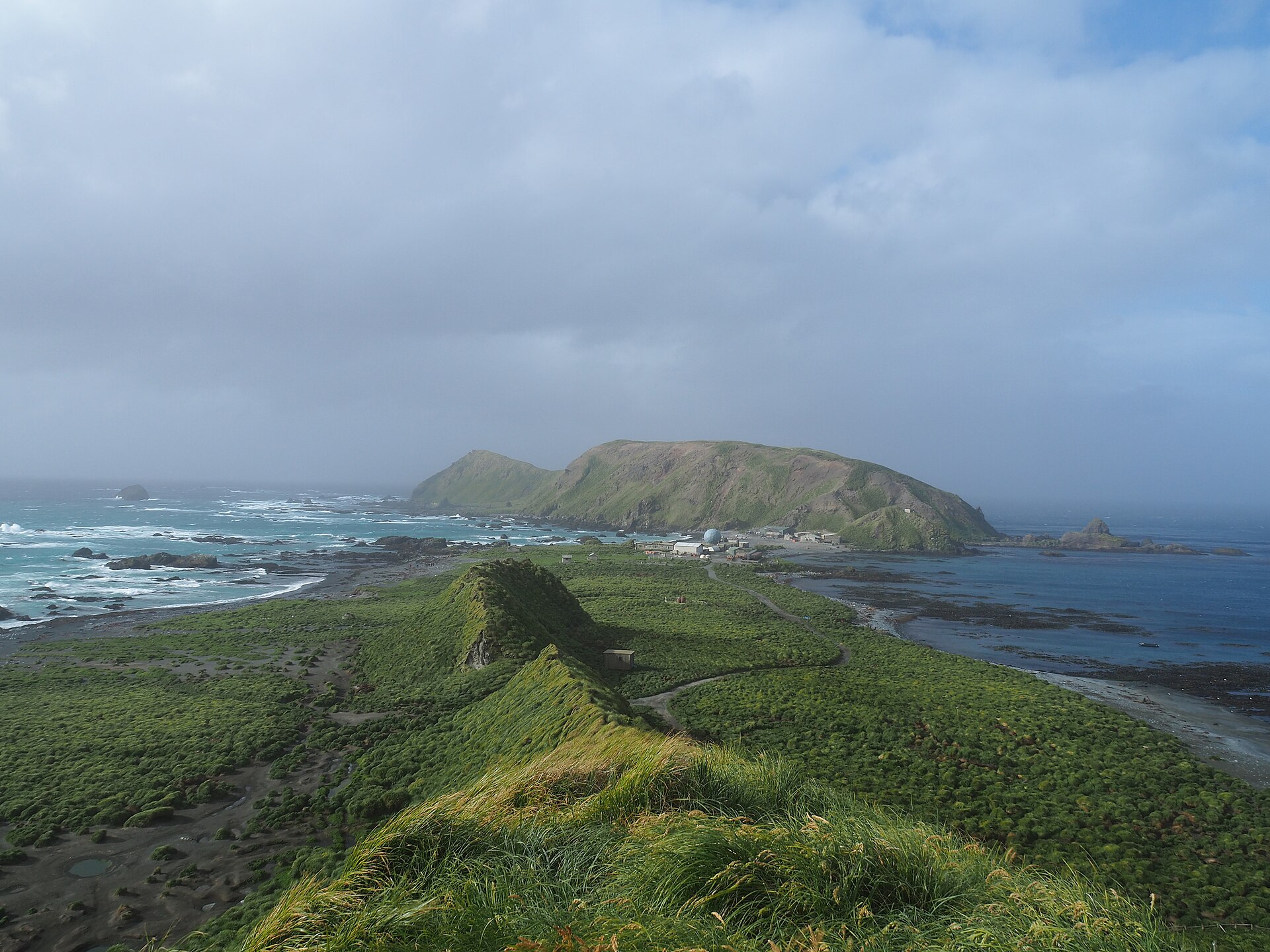Southern elephant seals on a sub-Antarctic beach