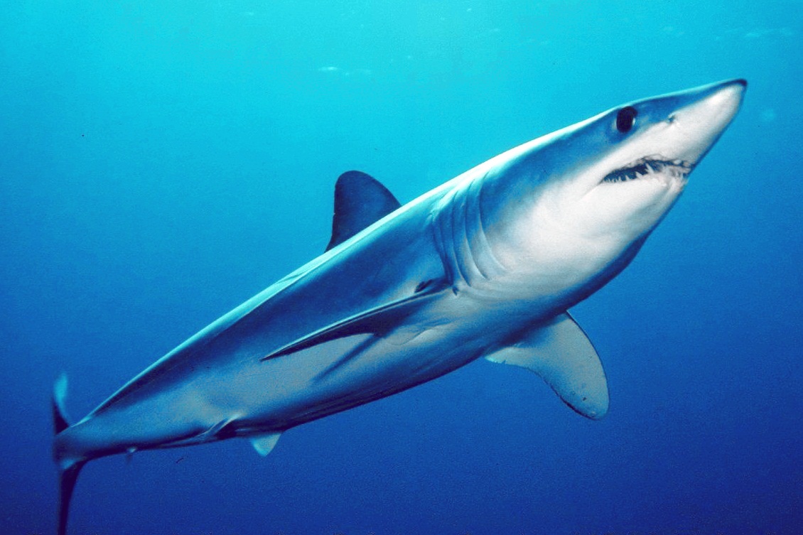 A shortfin mako shark — the species described in preliminary, unconfirmed reports of Sunday's incident