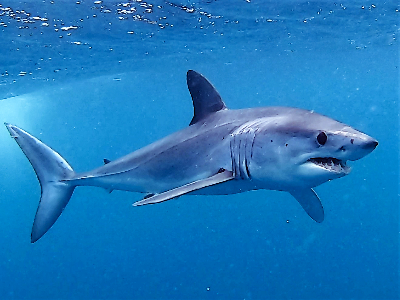 A shortfin mako shark swimming; mako identification in Sunday's incident remains unconfirmed