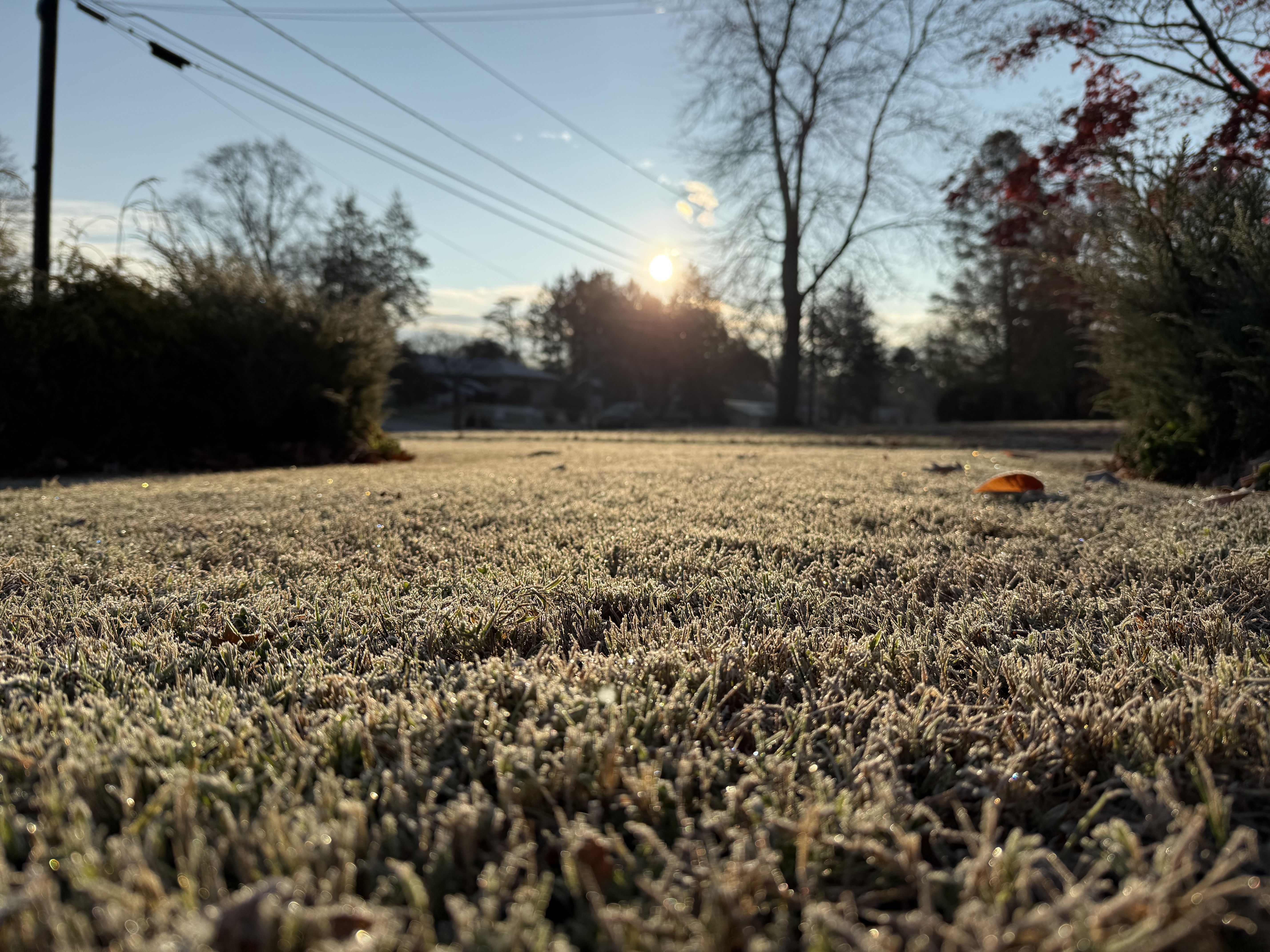 Frost on grass in early morning sunlight (file photo)