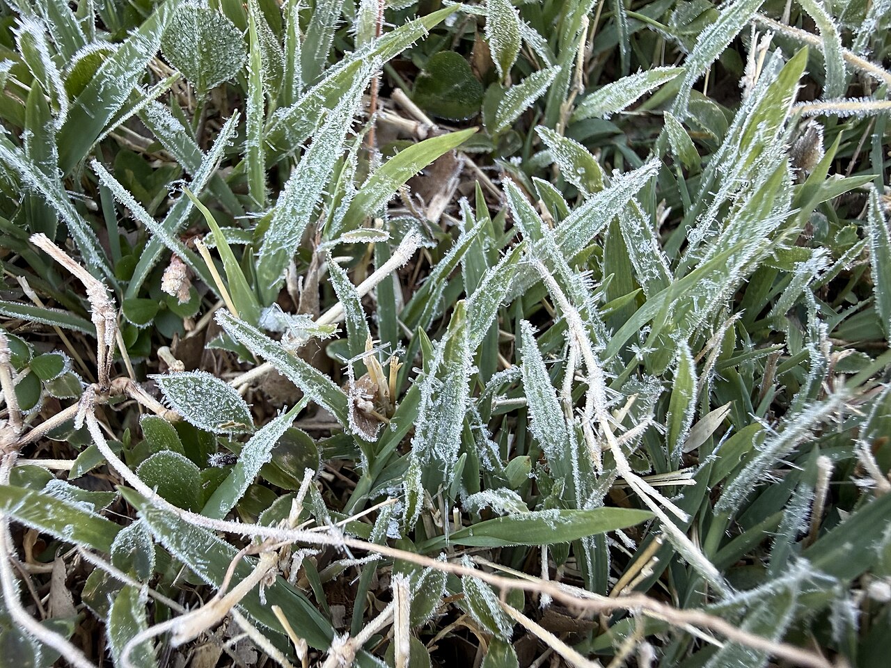 Frost on grass catching the early morning sun (file photo)