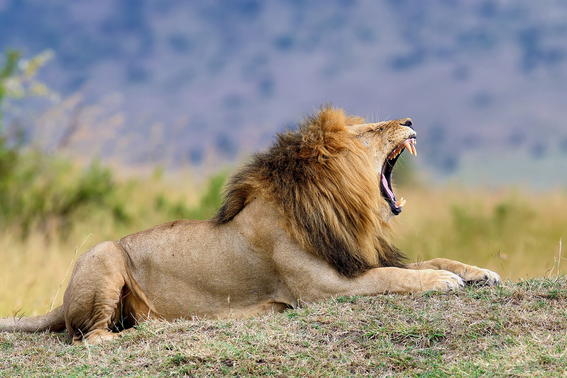 A lion in bright daylight, evoking Aslan from C.S. Lewis's Narnia stories
