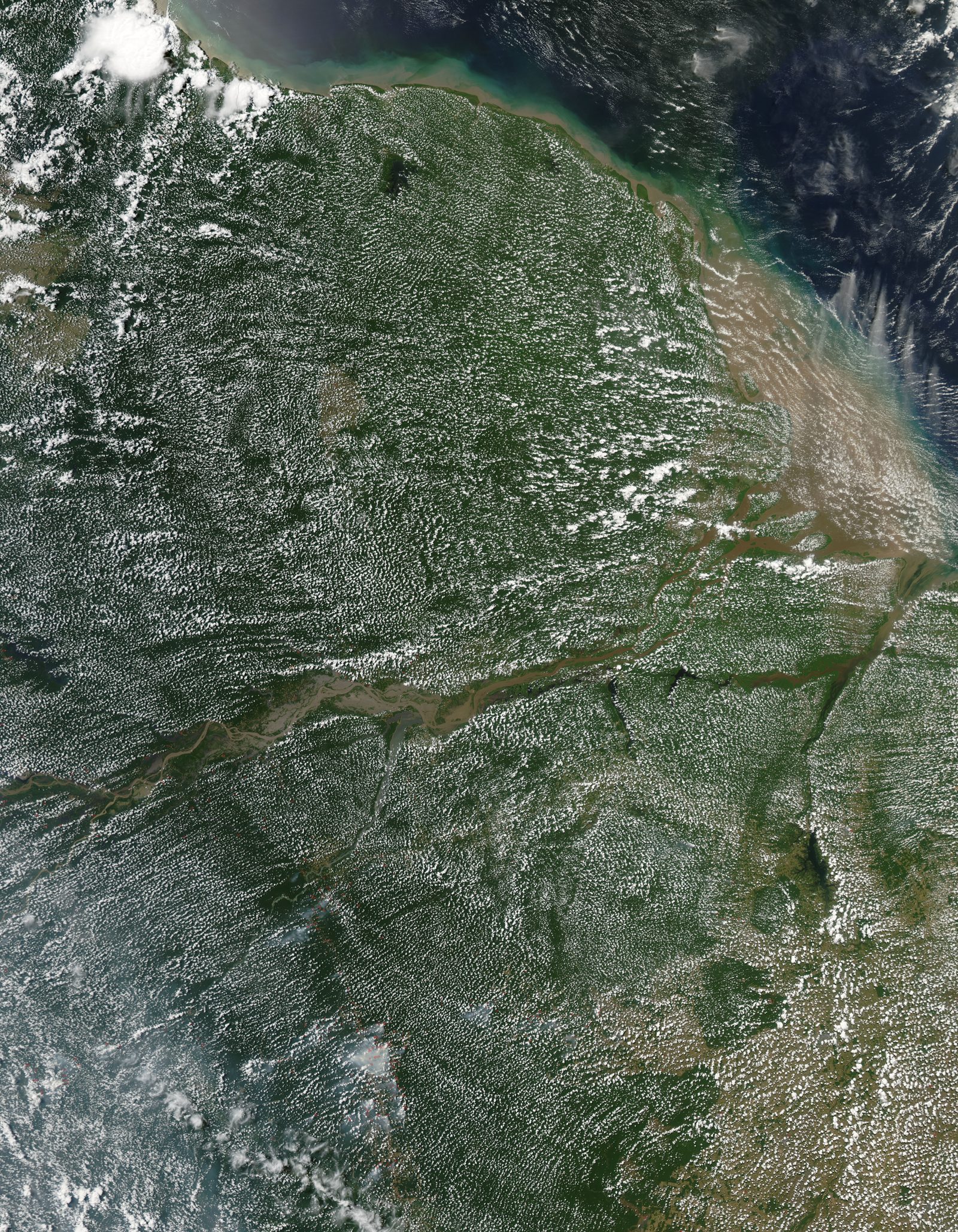 Aerial view of the Amazon rainforest canopy