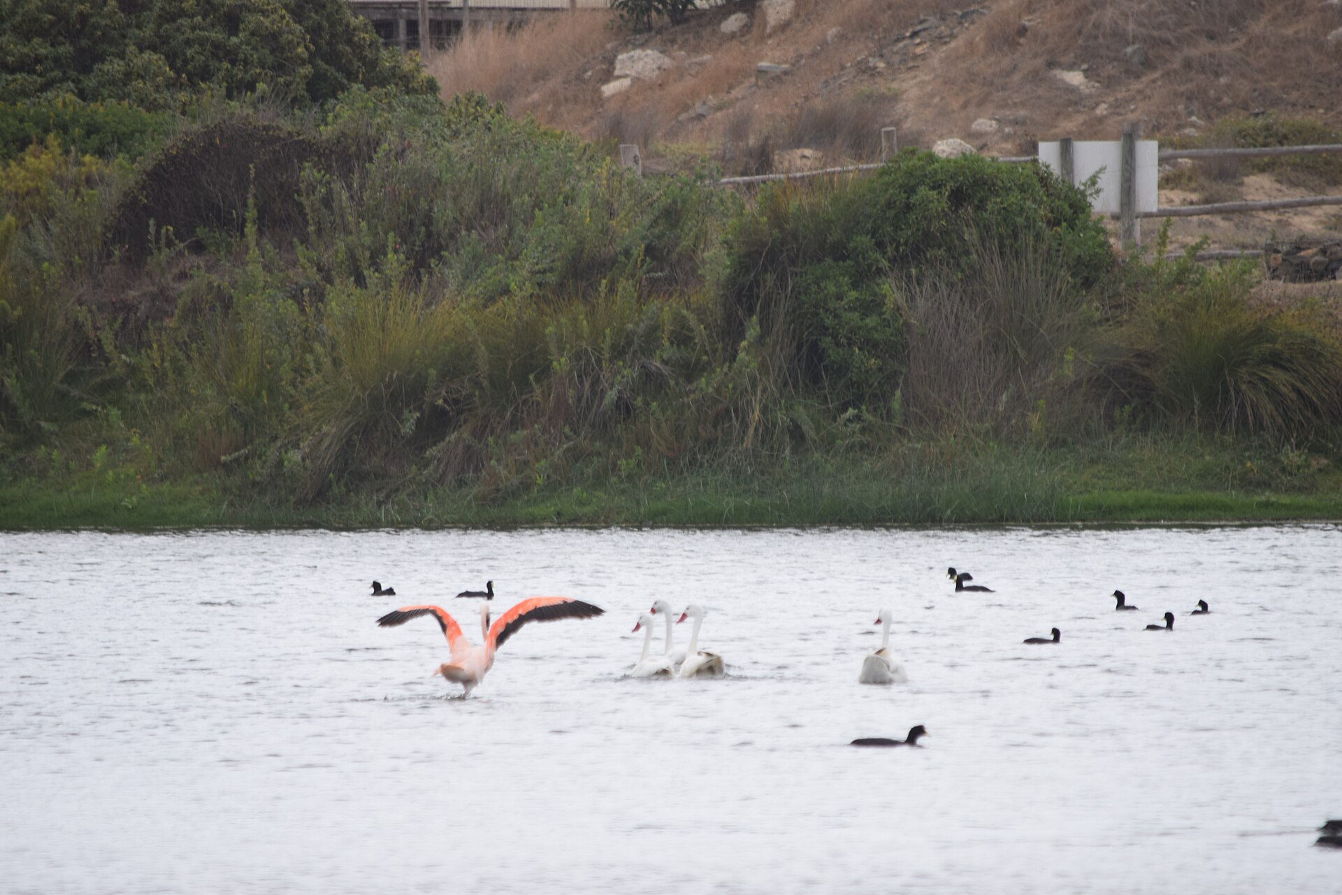 A Chilean flamingo, the species of Peachy of the Flamingo Las Vegas habitat