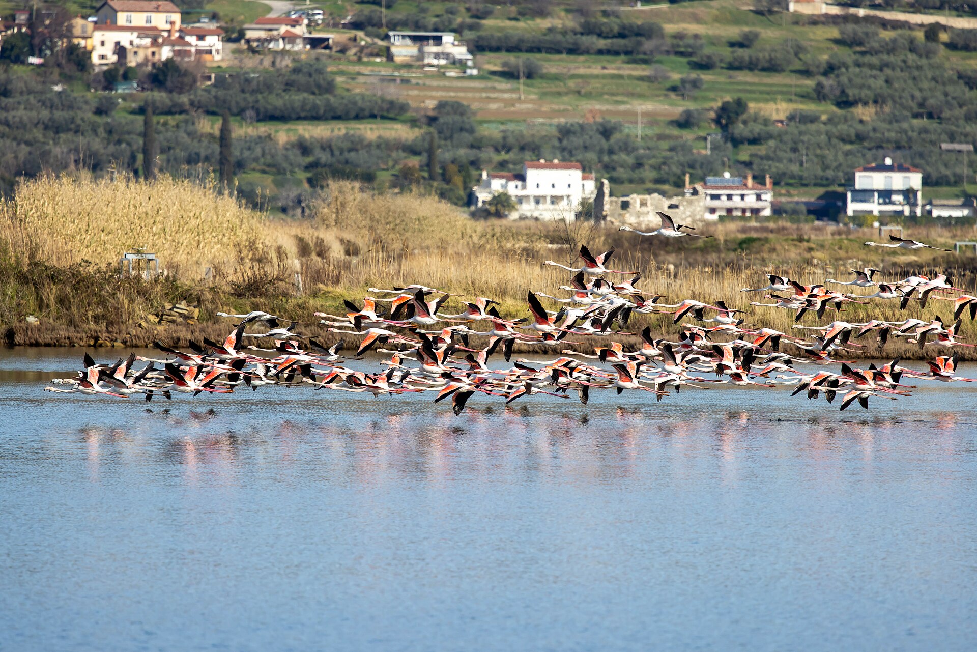 A flock of flamingos