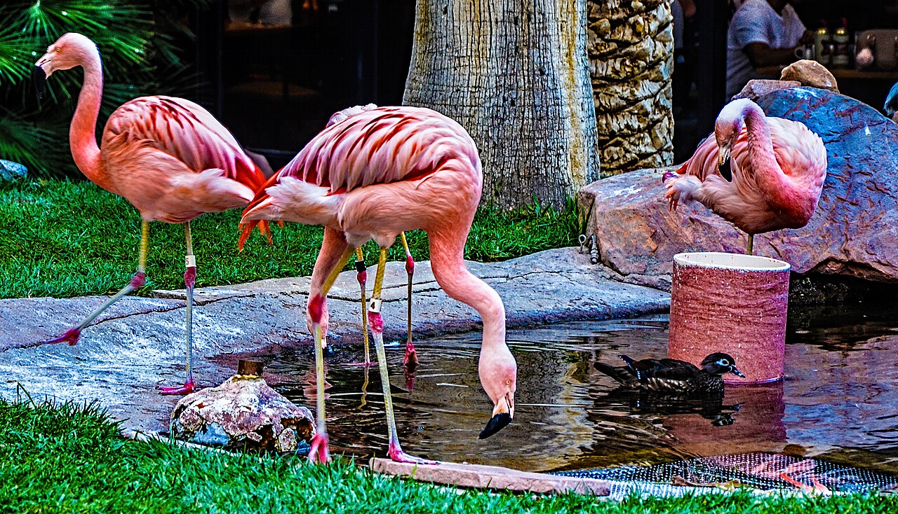 The wildlife habitat at Flamingo Hotel and Casino in Las Vegas