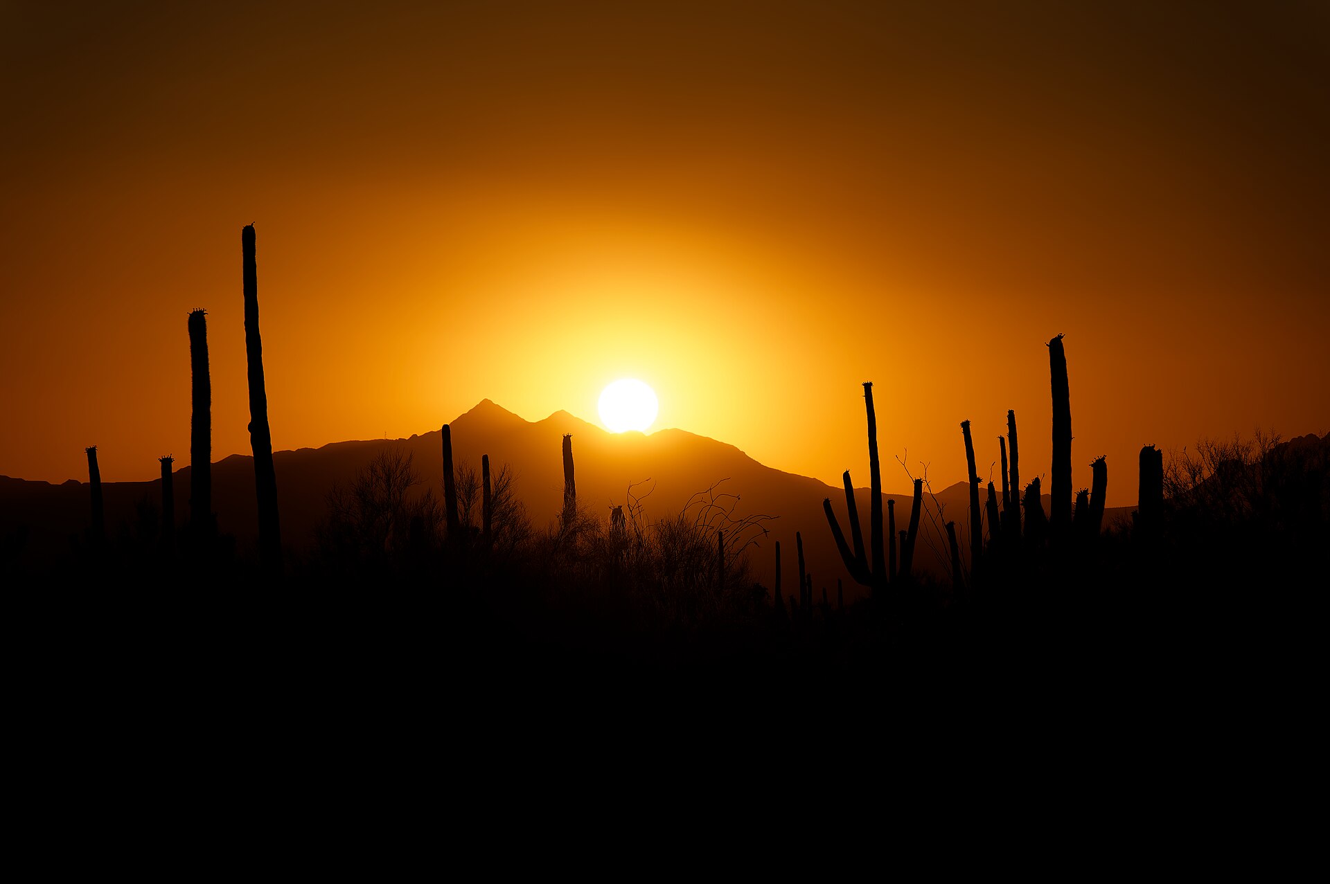 A tall saguaro cactus standing in the Sonoran Desert in Arizona (file photo)