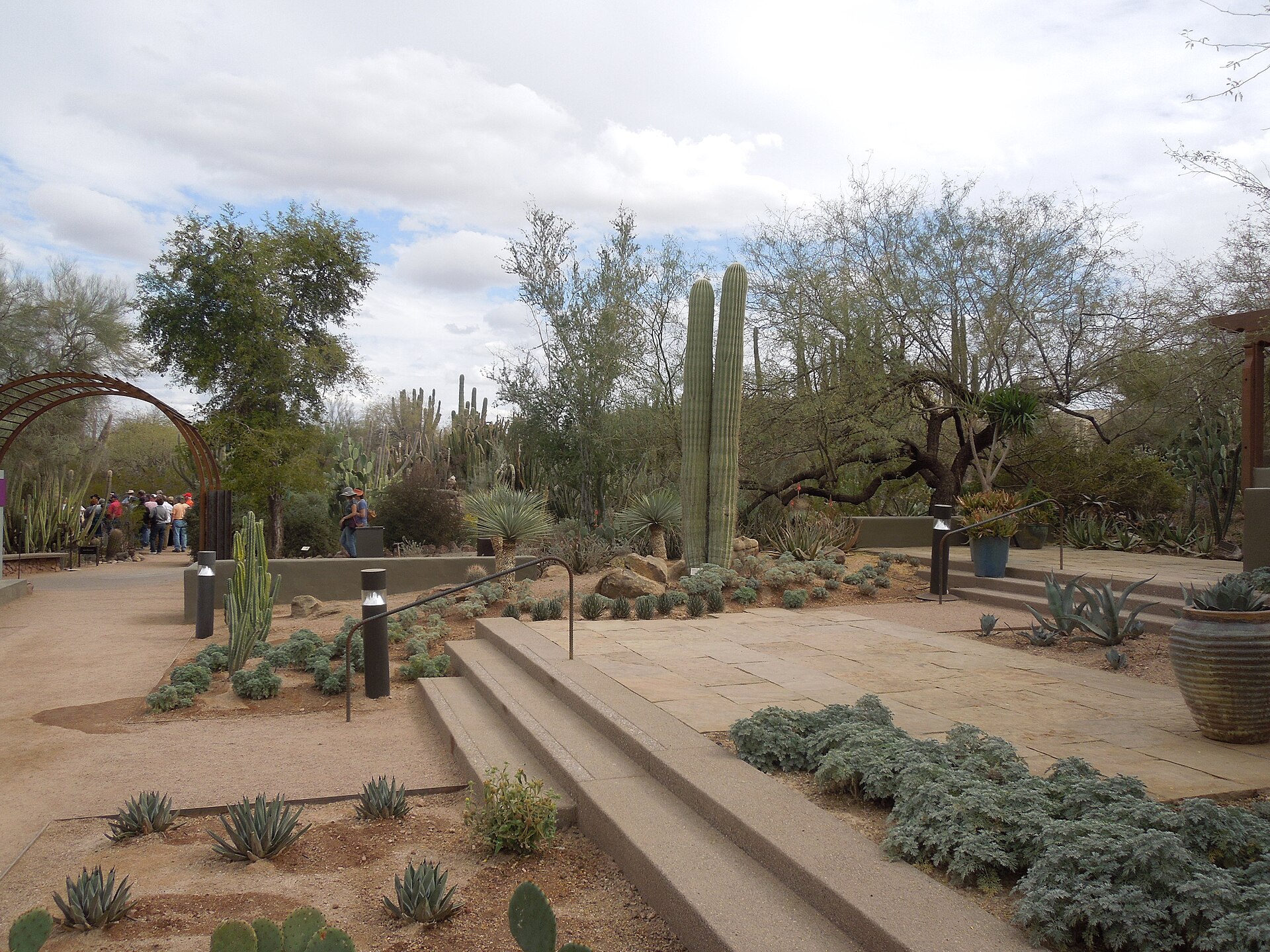 Cactus plantings at the Desert Botanical Garden in Phoenix (file photo)
