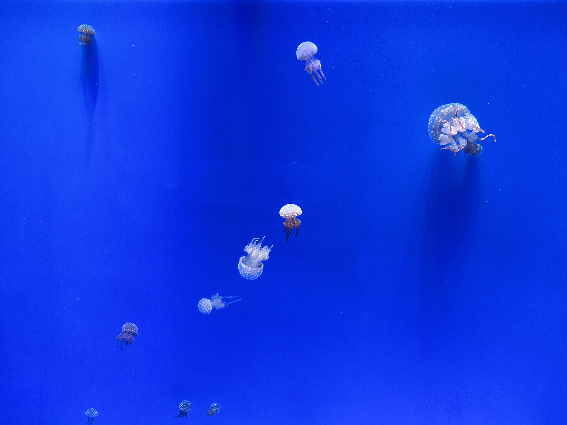 Visitors watching sharks and fish in a large aquarium tank (file photo)
