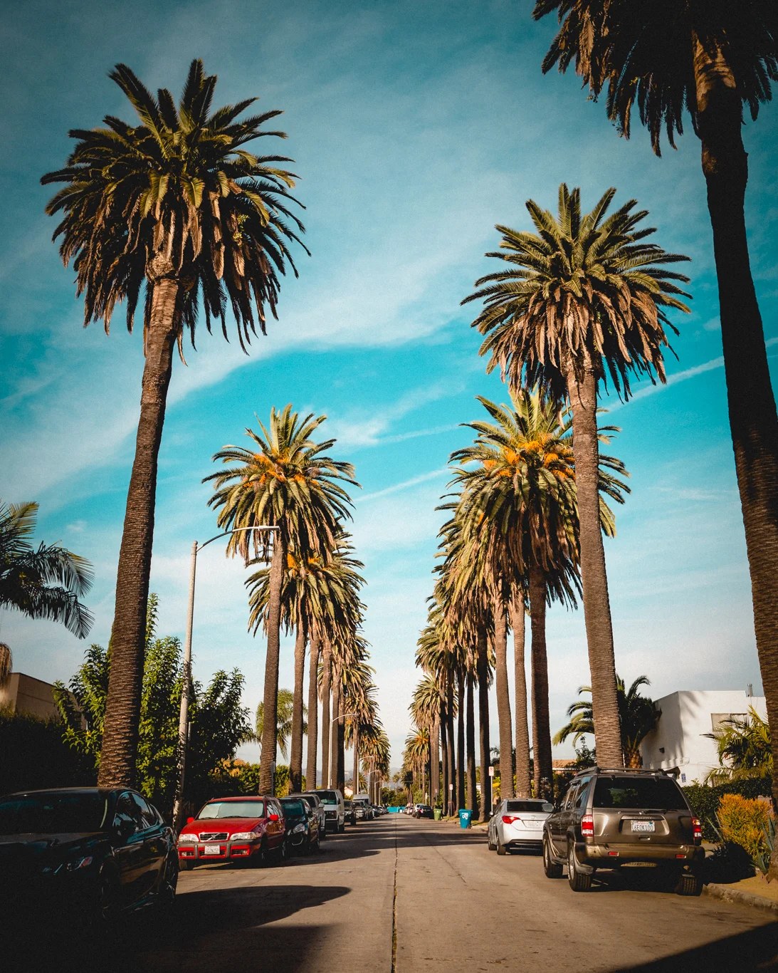 Palm trees in Los Angeles on a sunny day