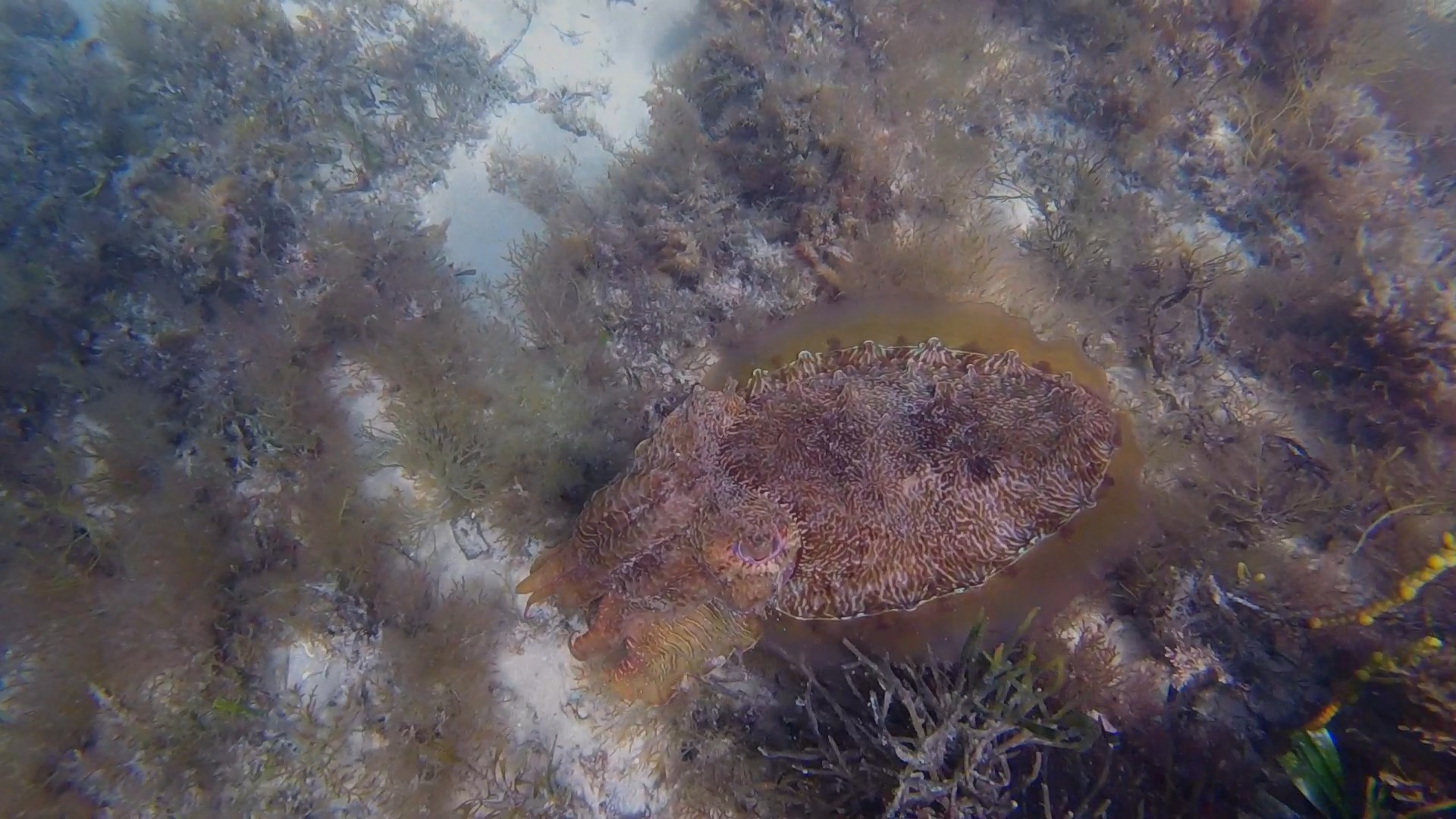 A giant cuttlefish in bright colour over a reef