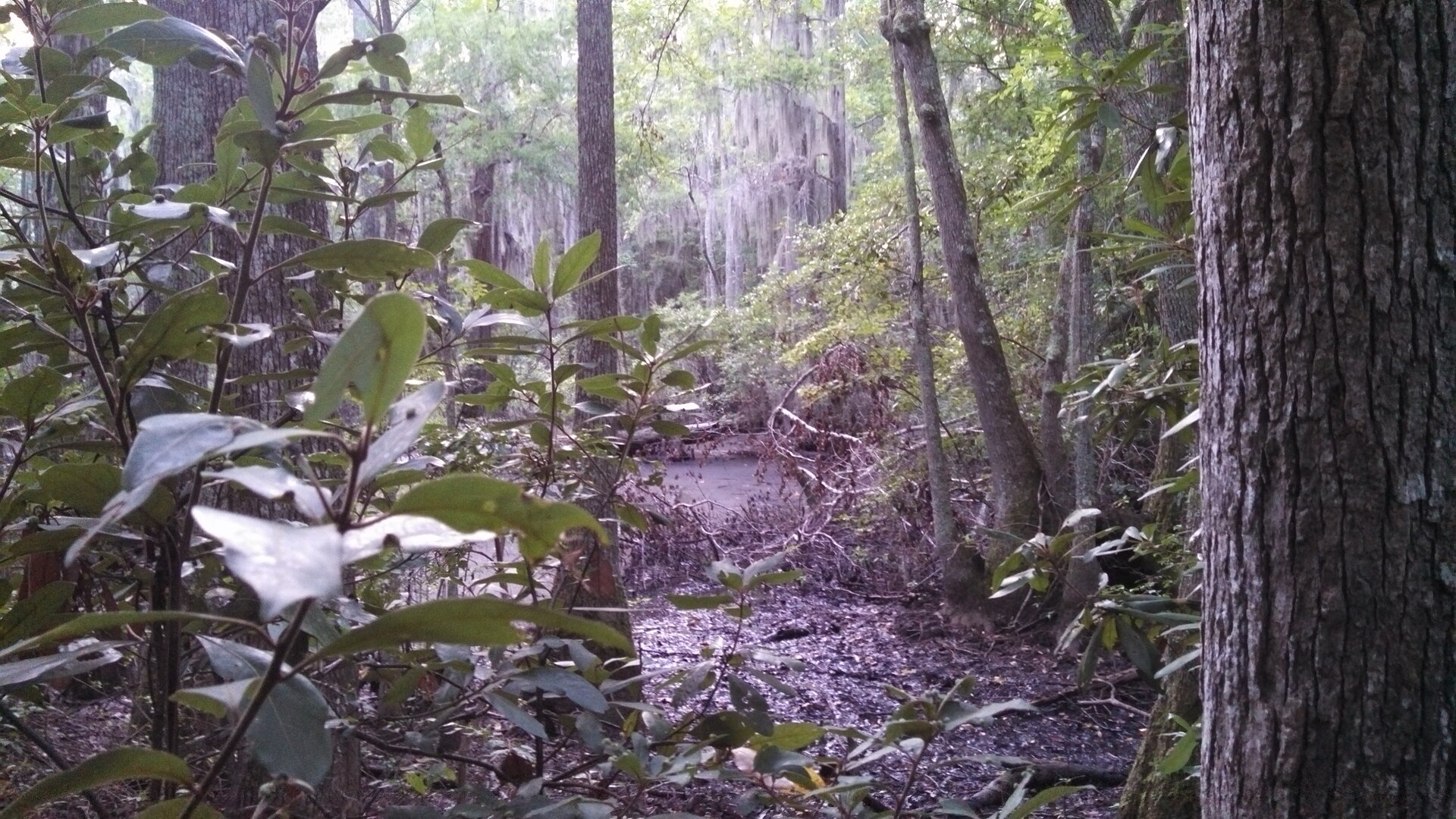 A bald cypress swamp with Spanish moss
