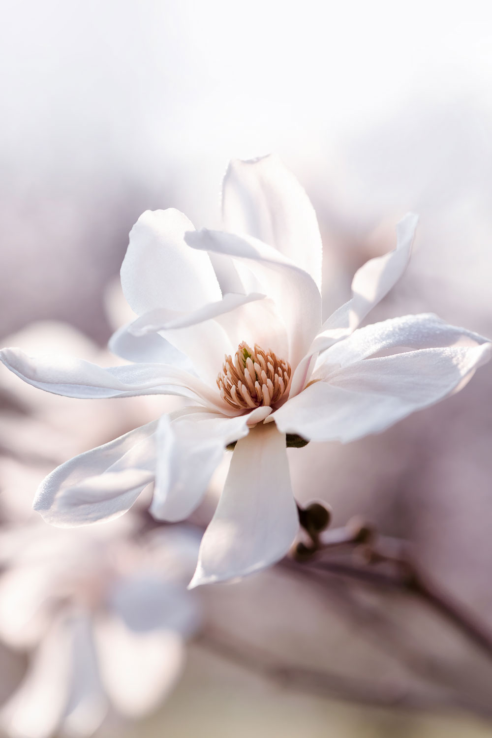 Bright white magnolia blossoms in daylight