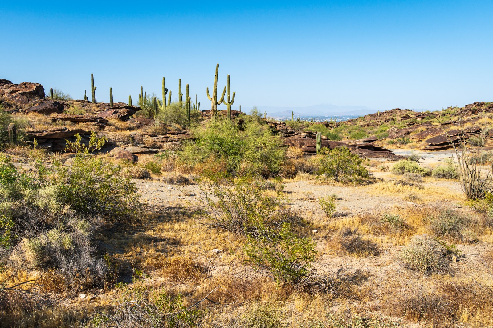 Arizona desert landscape with saguaro cacti — Tropical Storm Rachel brings rain and wind to the Southwest this weekend