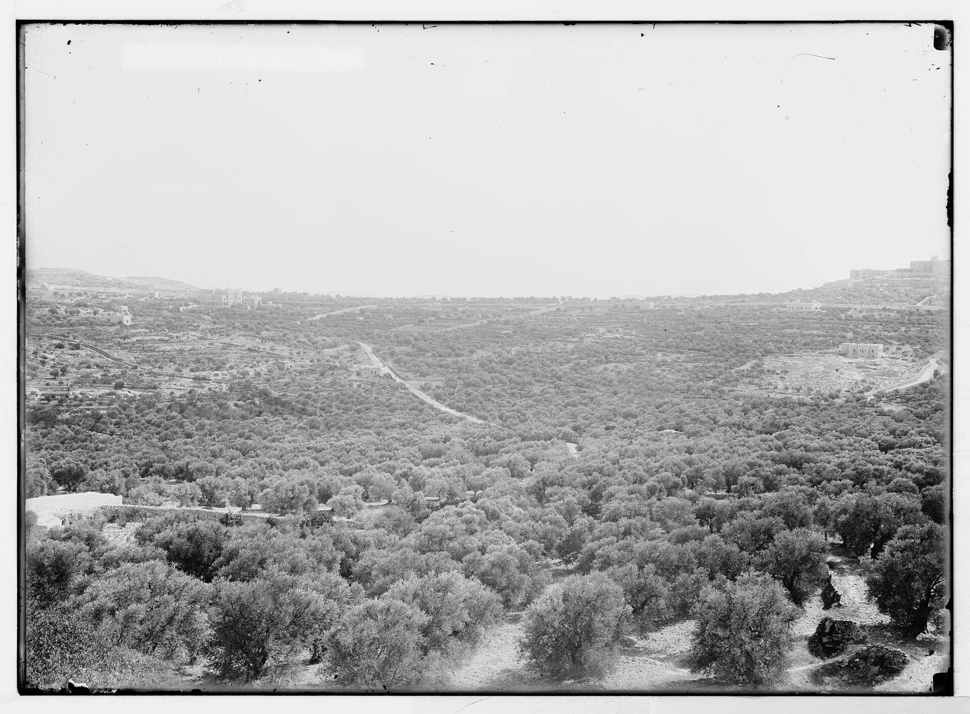 Olive trees in the West Bank (file photo)