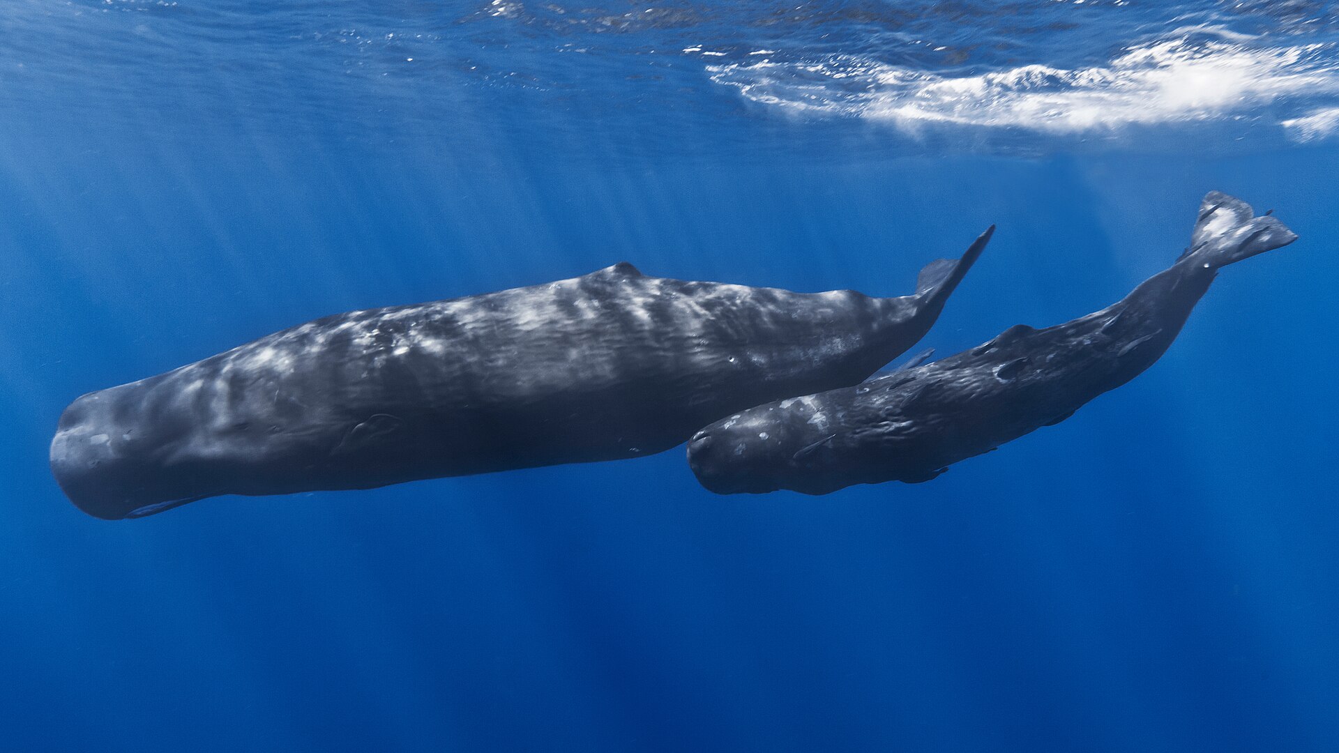A mother and baby sperm whale swimming in bright blue water
